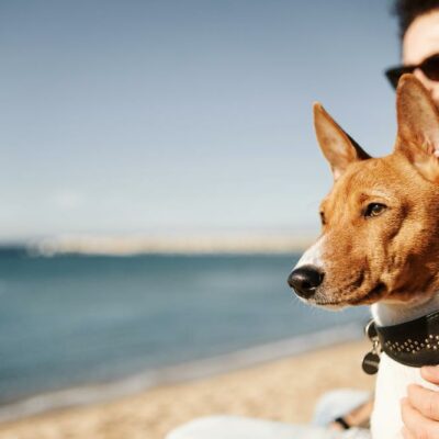 9 popular dog breeds for the city life