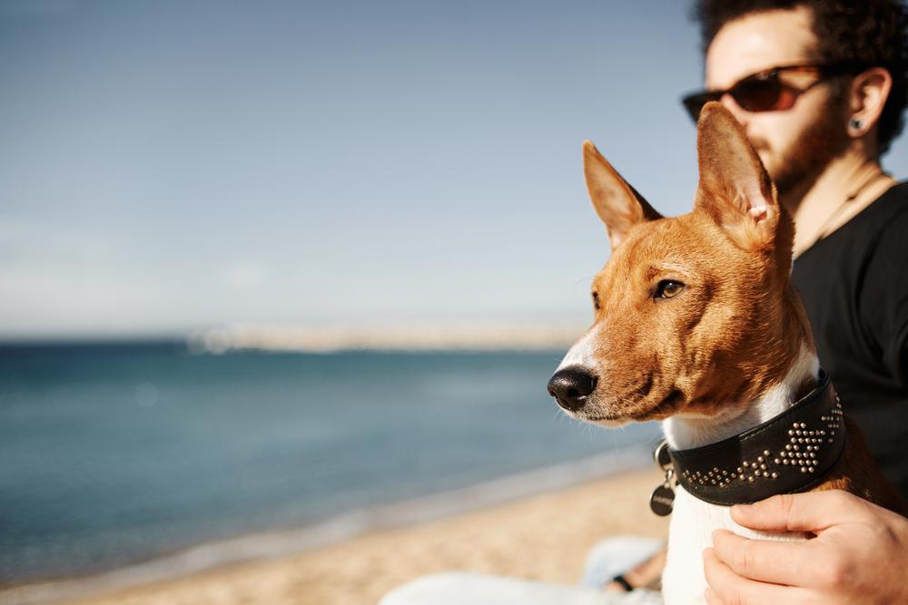 9 popular dog breeds for the city life