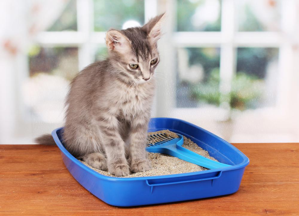 Cleaning Hacks to Remove Cat Odor