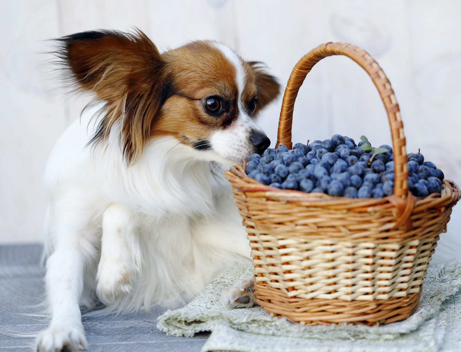 5 Human Foods Dogs and Cats Can Enjoy